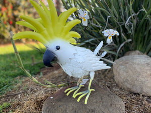 CRAZEE the Cockatoo